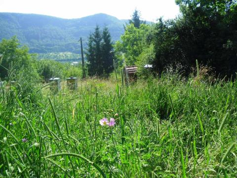 Lehrbienenstand