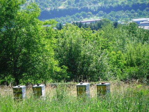 Lehrbienenstand