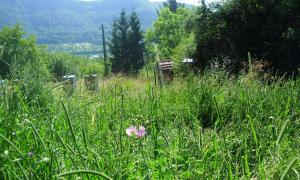 Lehrbienenstand