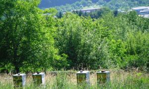 Lehrbienenstand